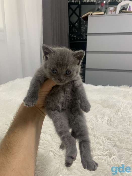 Шотландские котята, фотография 1