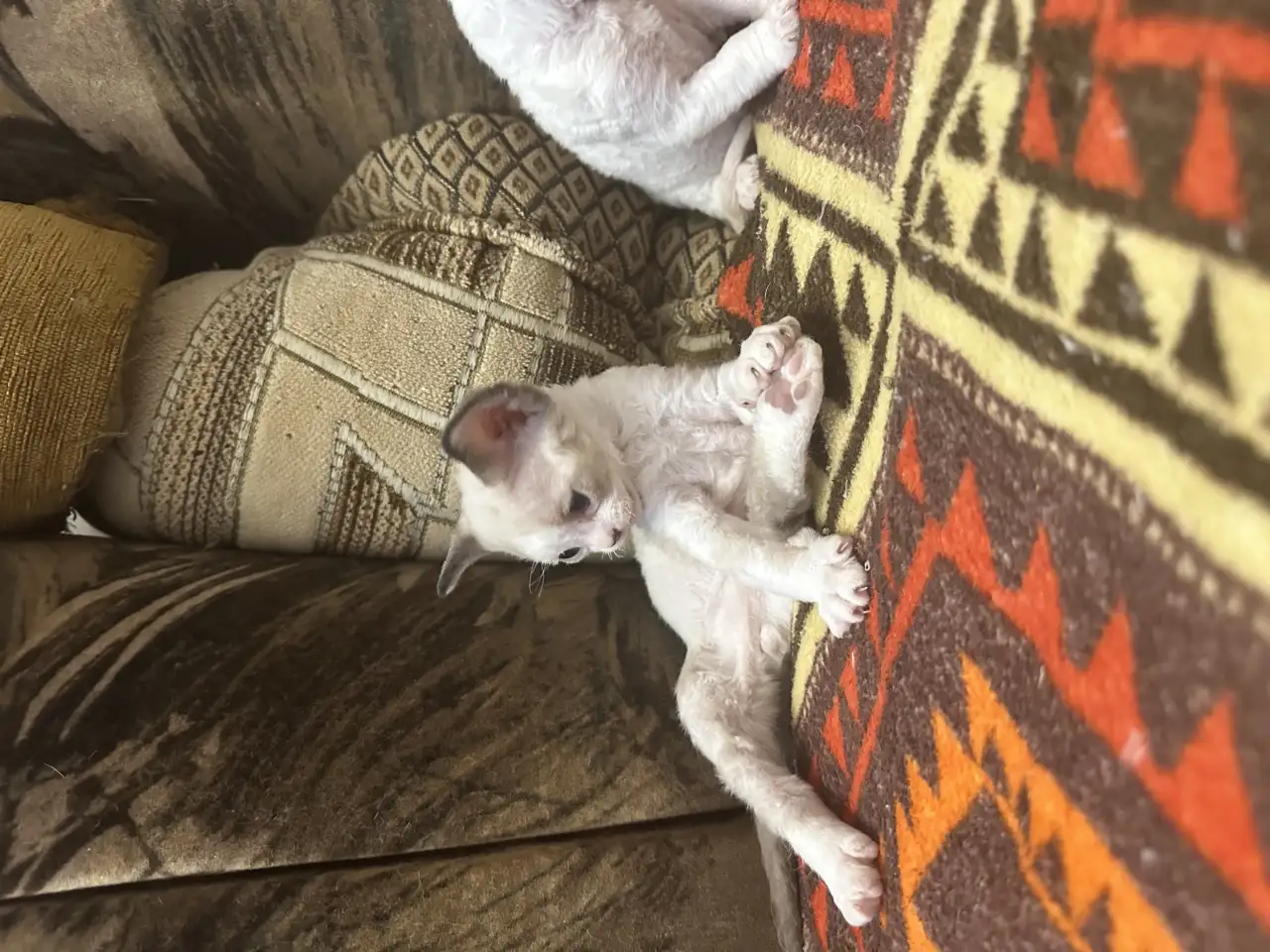 Котята Девон рекс, фотография 10