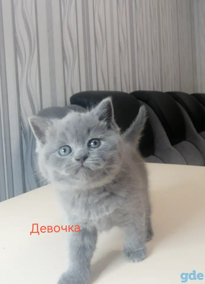 Шотландские котята, фотография 2