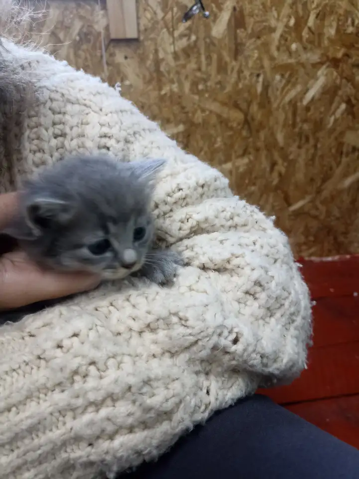 Котята в добрые руки, фотография 3