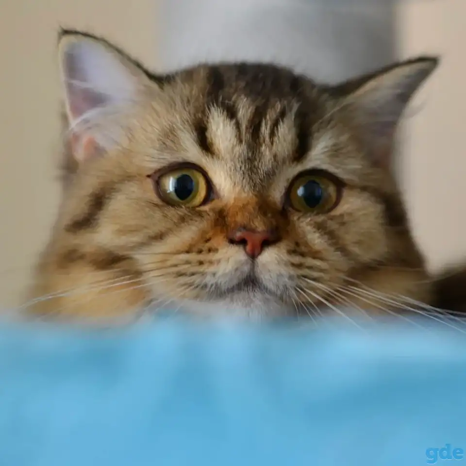 Шотландский котенок, фотография 1