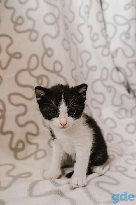 Внимание! Открыт резерв на котят. Им всего 1 месяц, фотография 2