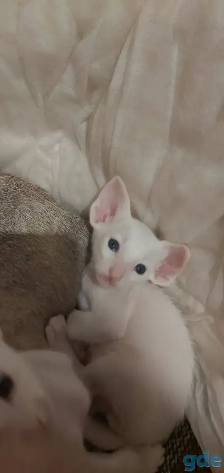 Ориентальные котята, фотография 3