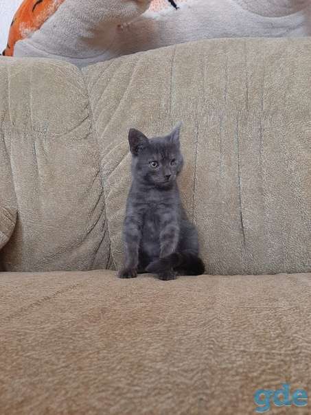 Котенок ищет дом, фотография 2