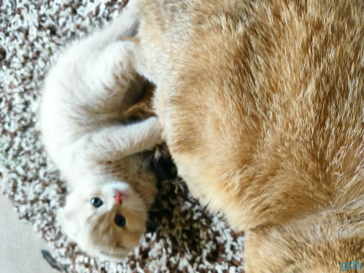 Шотландский котёнок, фотография 3