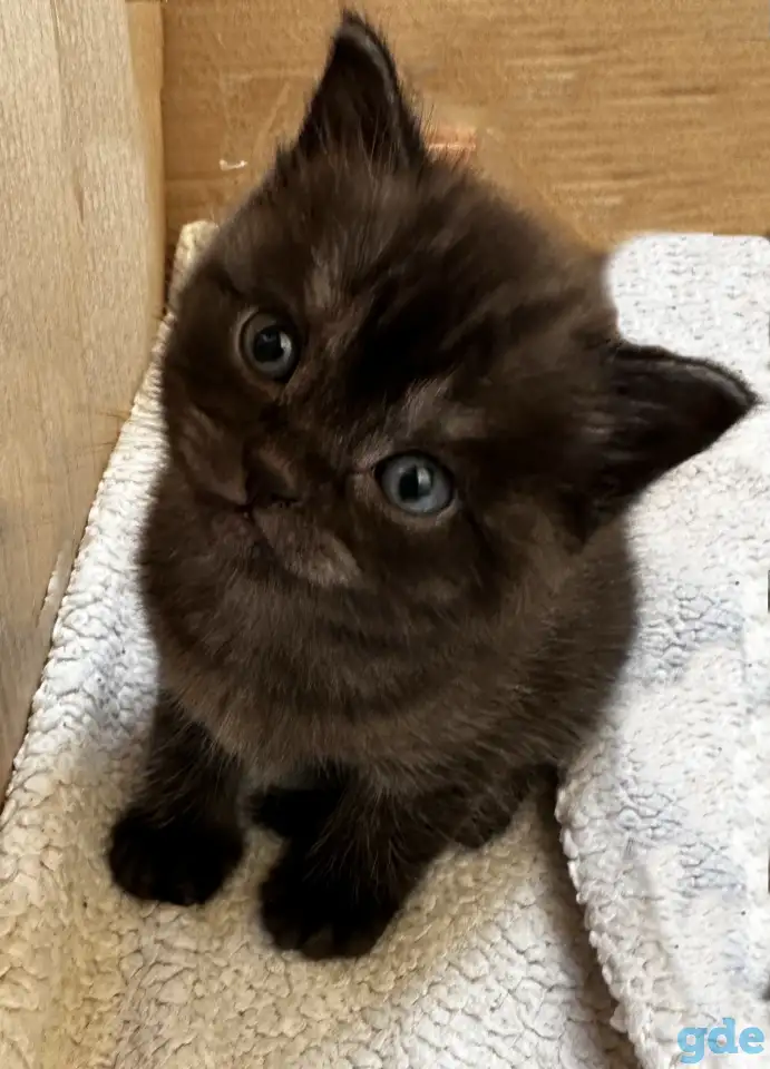 Шотландские котята, фотография 3