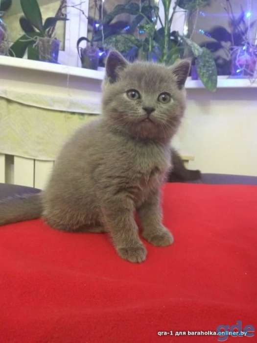 Котята шотландской вислоухой, фотография 2