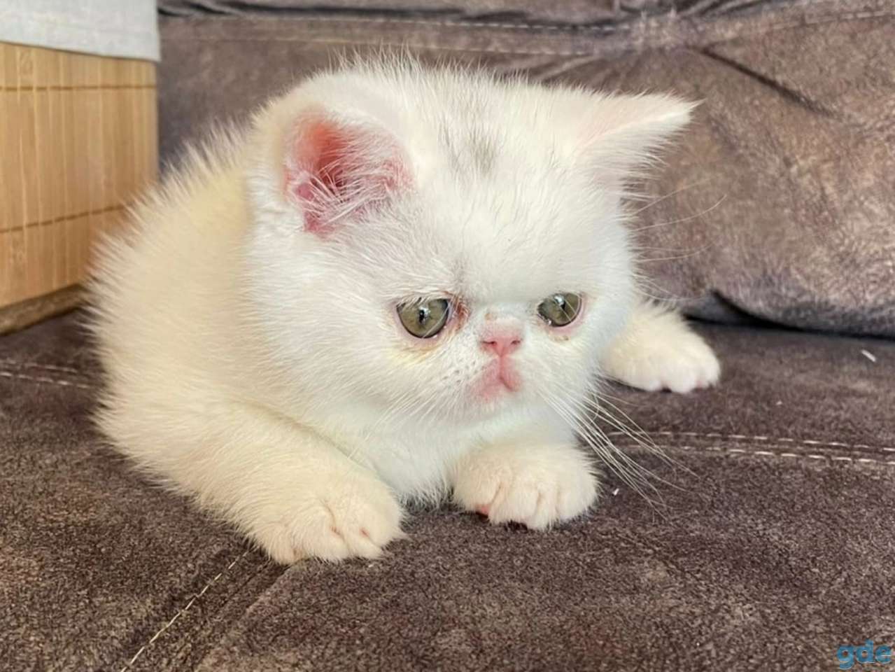 Продам котят экозотов, фотография 1