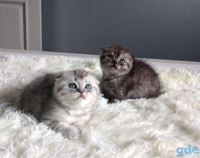 Котята, фотография 3