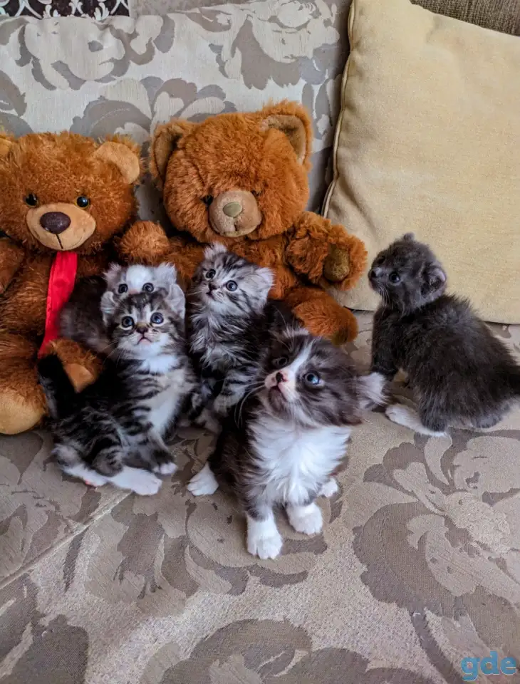 Котята Американский кёрл, фотография 8