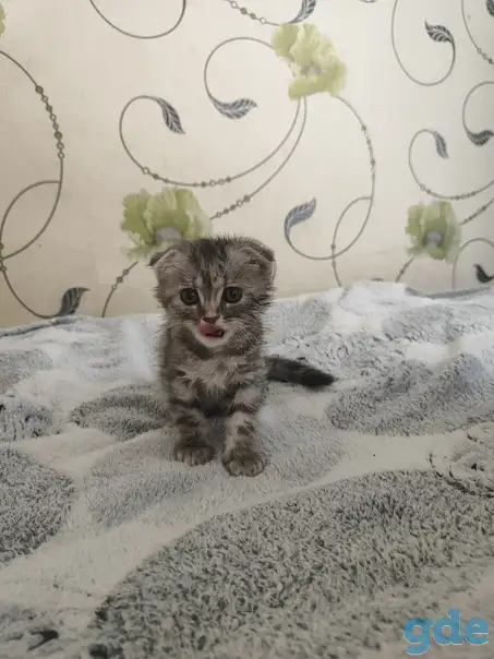 Шотландская кошечка, фотография 6