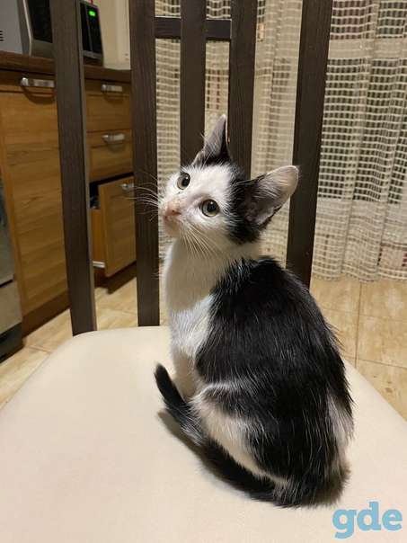 Котенок ищет дом, фотография 1