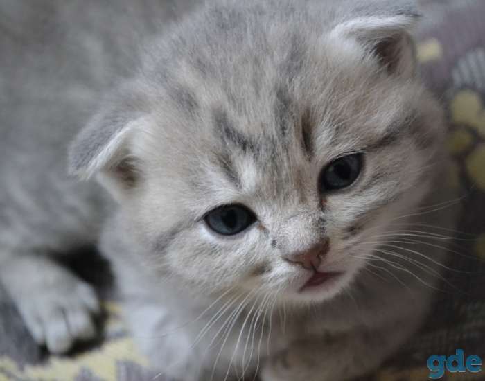 Котята Британские вислоухие, фотография 4