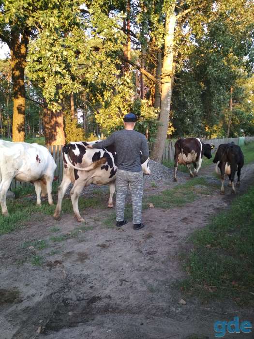 Продажа крс, фотография 1