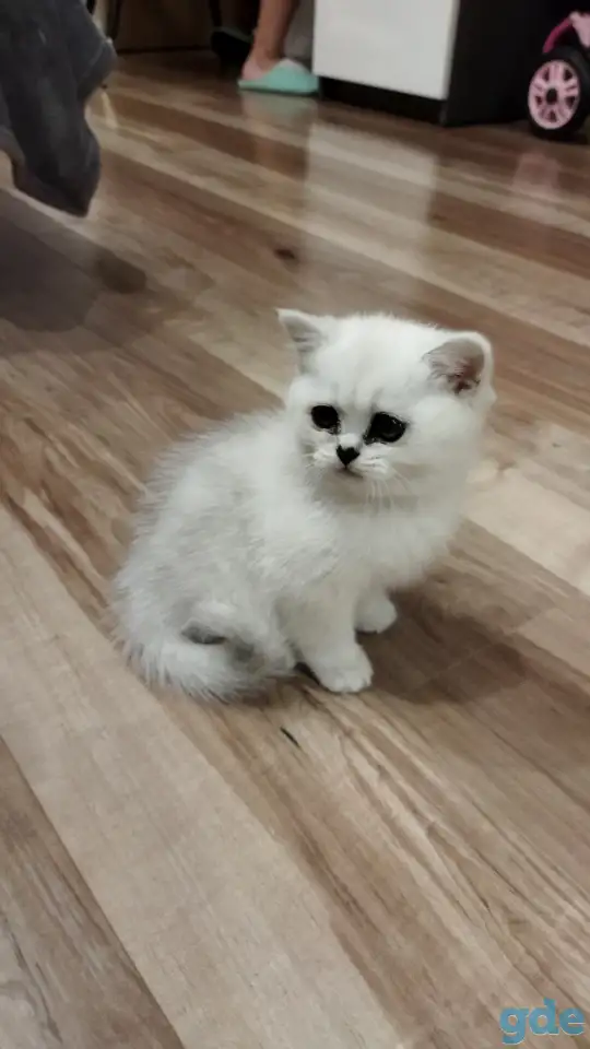 Котёнок девочка британская короткошерстная, фотография 5
