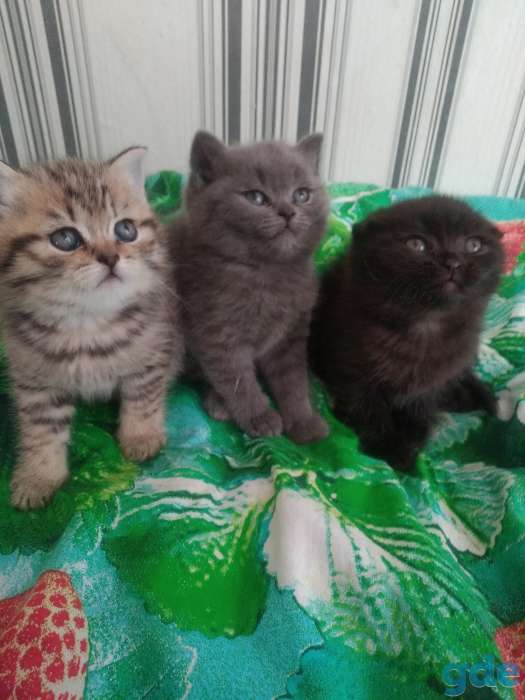 Котенок, фотография 4