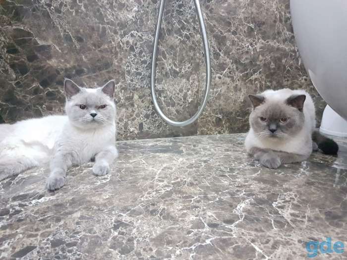 Британские котята СКИДКА 60% (питомник), фотография 6
