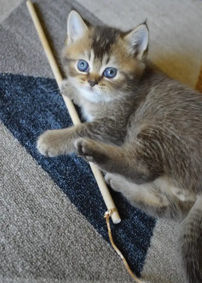 Шотландские прямоухие котята, фотография 2