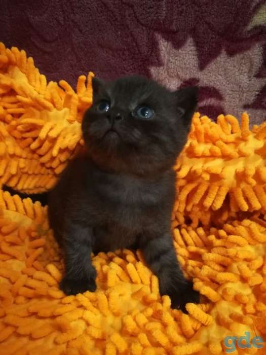 Шотландские котята, фотография 5