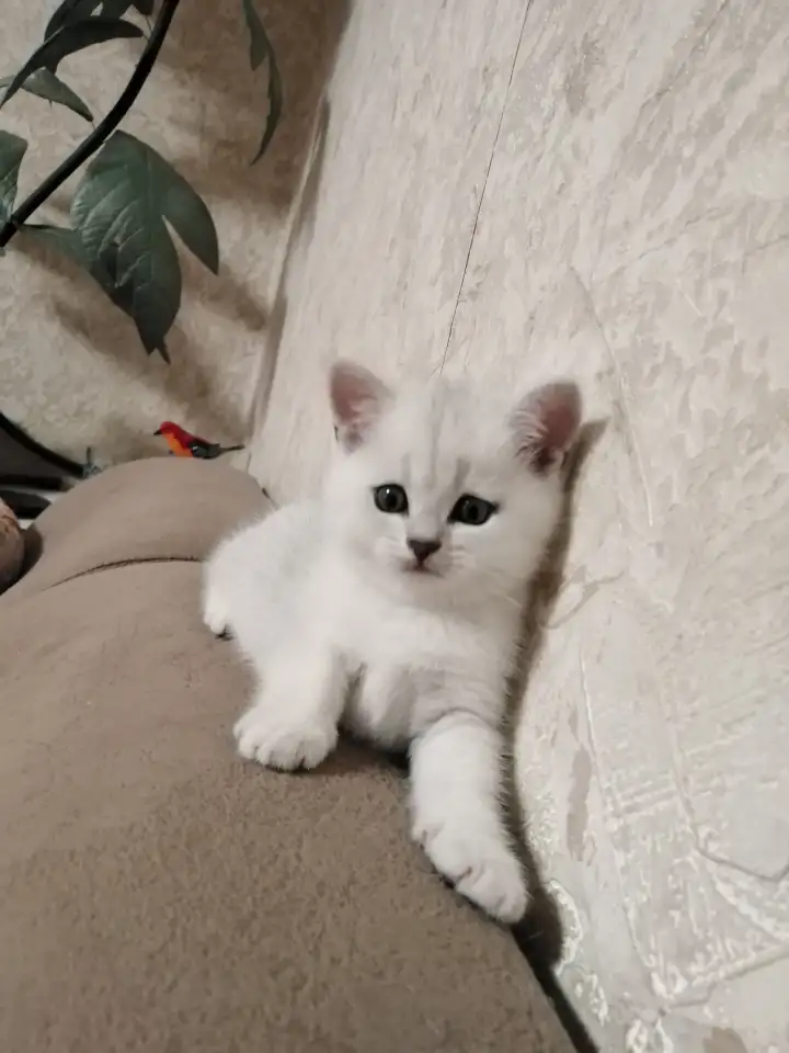 Британские котята, фотография 3