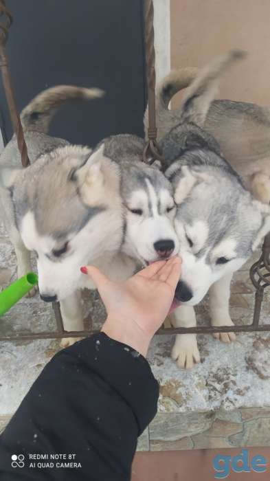 Продам щенков хаски  ЕВРОПАСПОРТ, фотография 3