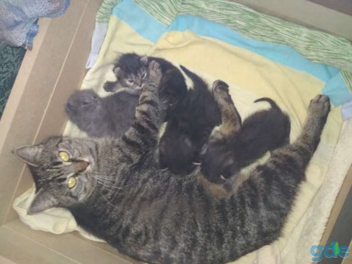 Отдам котят в хорошие руки!, фотография 8