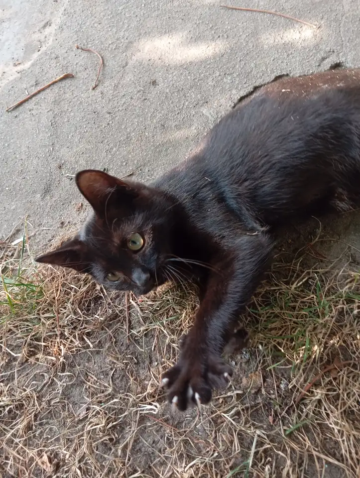 Котенок в дар, фотография 5