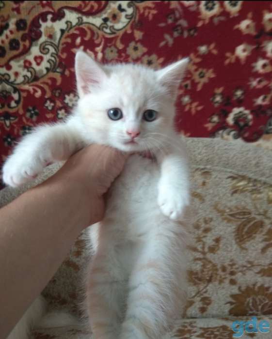 Британские котята, фотография 4