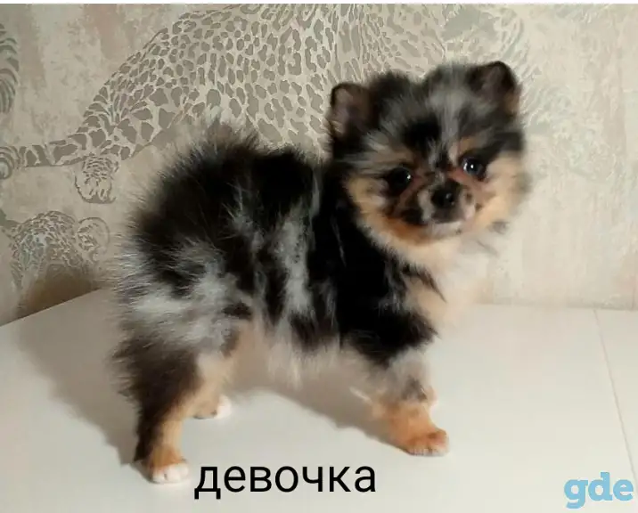 Шпиц, щенки редких окрасов, фотография 2