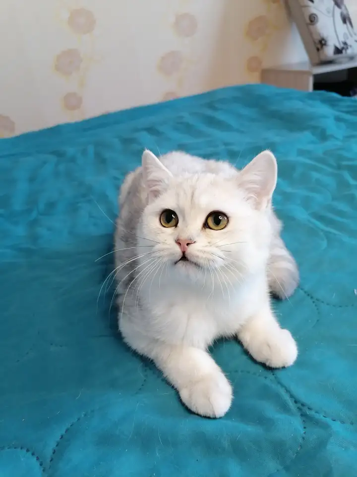 Британский котёнок, фотография 4