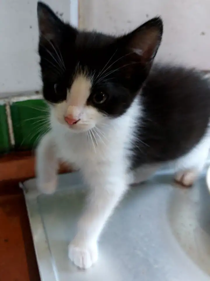 Ищу семью для котенка, фотография 4