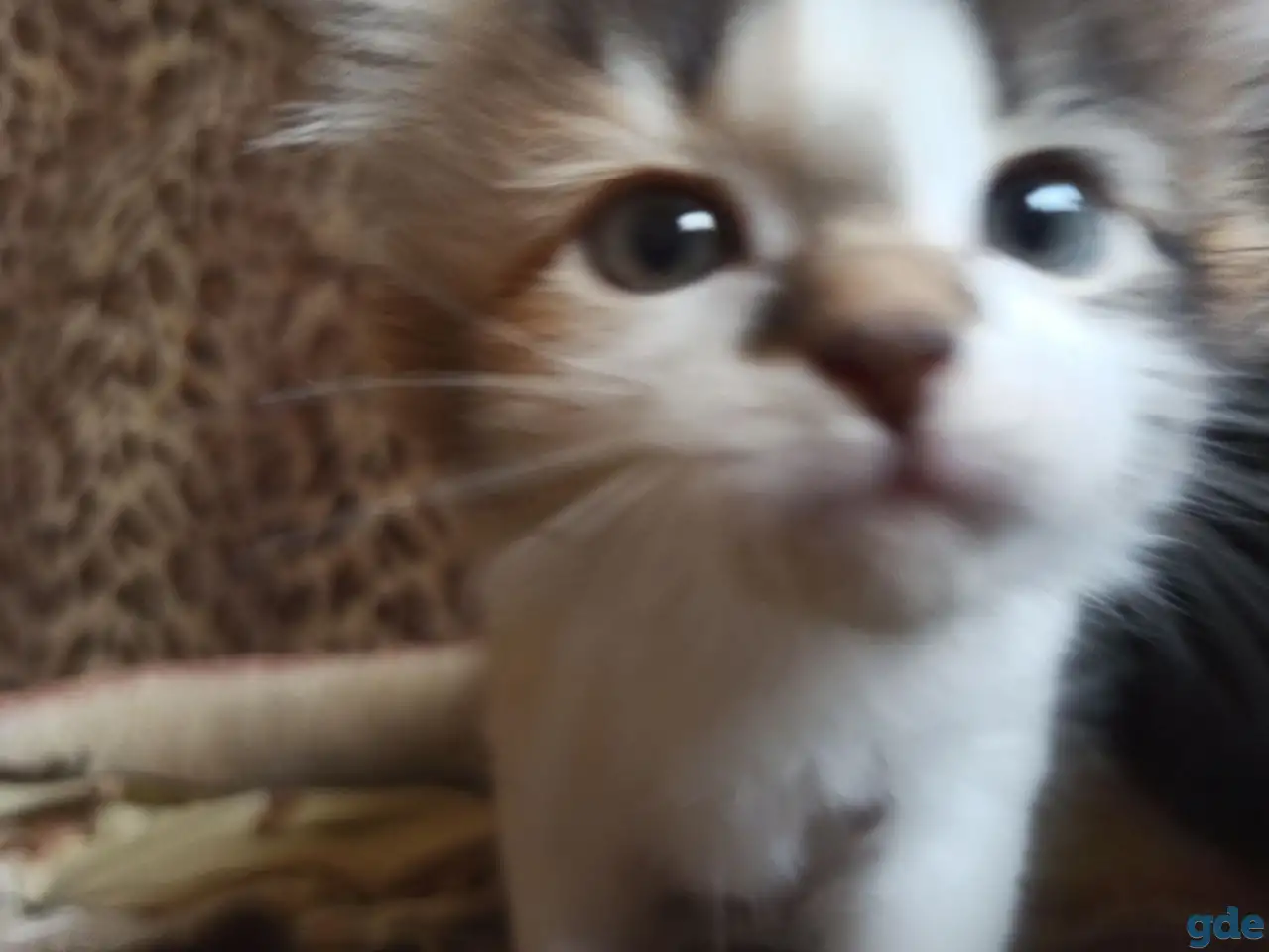 Кошка котенок трехцветная даром, фотография 3