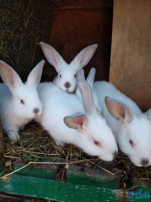 Продам продаю кроликов разного, фотография 3