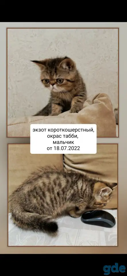 Котята экзотические короткошерстные, фотография 1