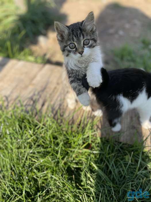 Котята, фотография 1