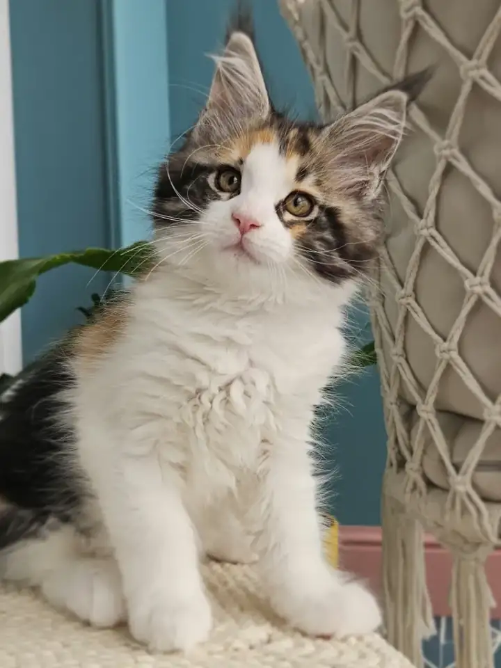 Котенок мейн кун из питомника, фотография 6