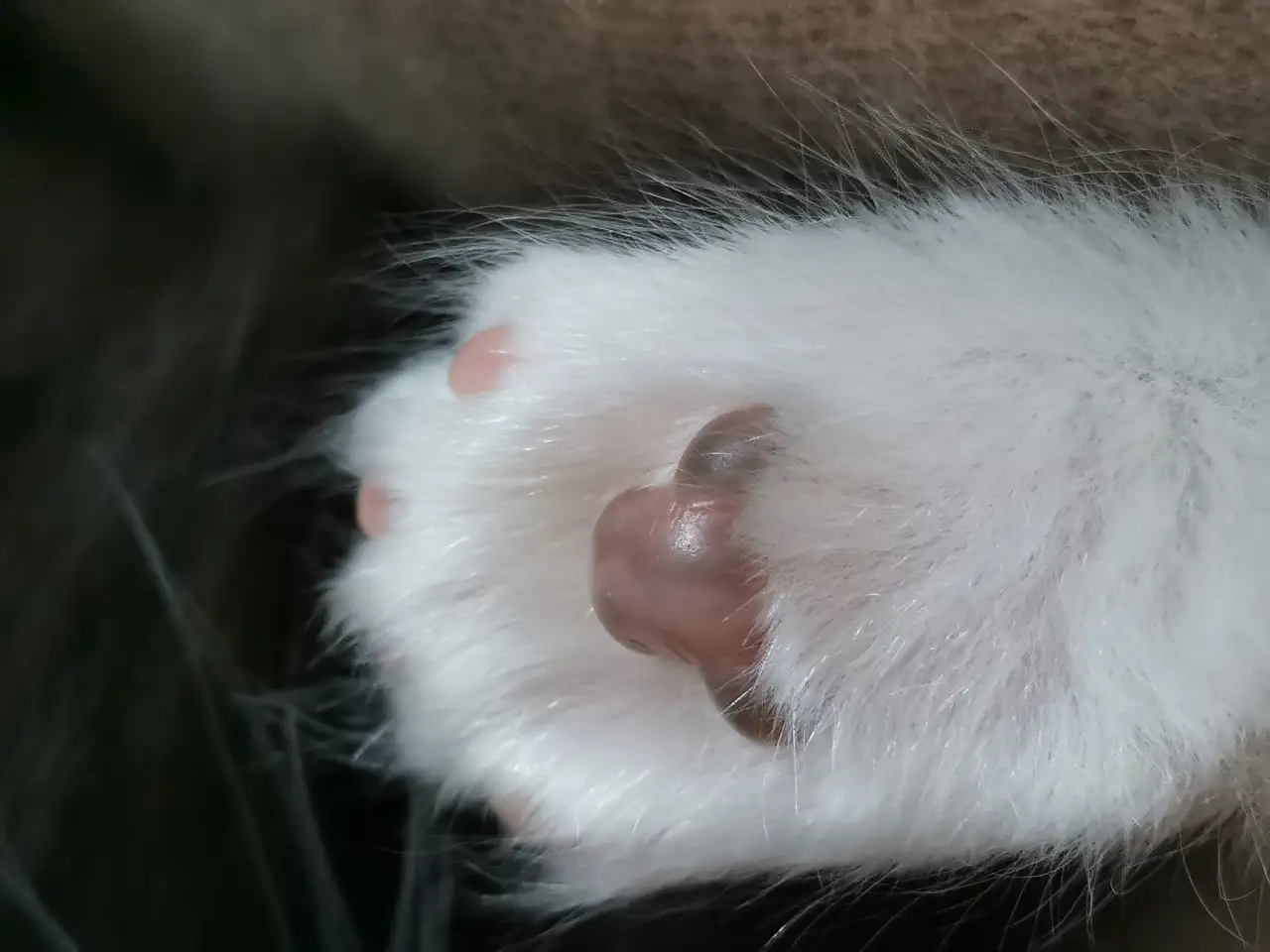 Котятa Мейн Куны из серцифицированного питомника, фотография 10