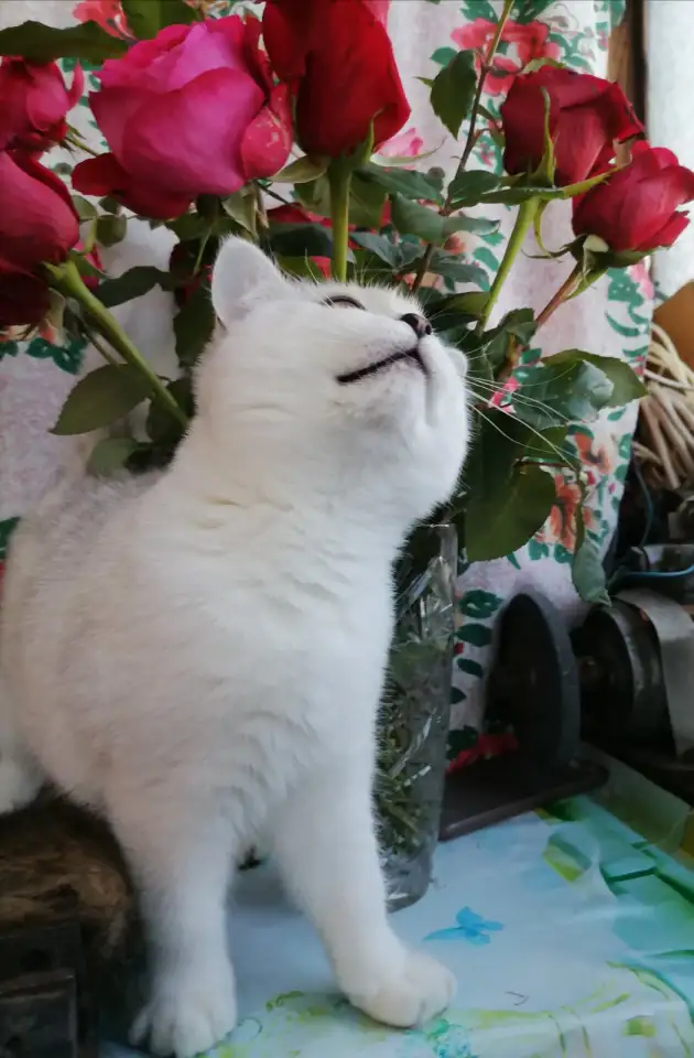 Британские серебристые котята, фотография 3