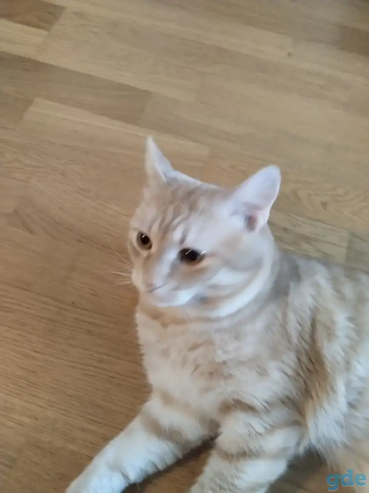 Отдам кота в хорошие руки, фотография 3