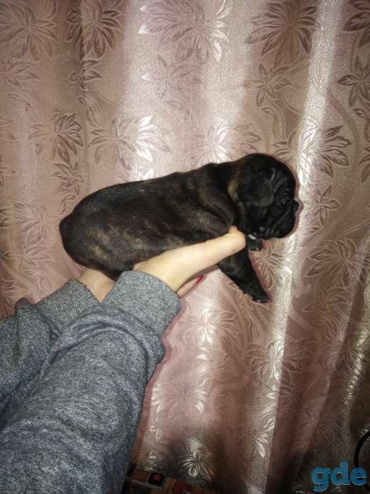 Готовятся к продаже щенки французского бульдога. 4 девочки. 3 тигровые, 1 палевая. Дата рождения, фотография 2