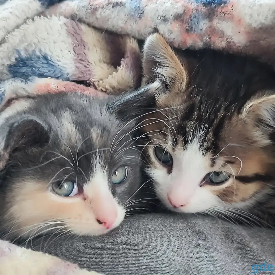 Котята, фотография 4