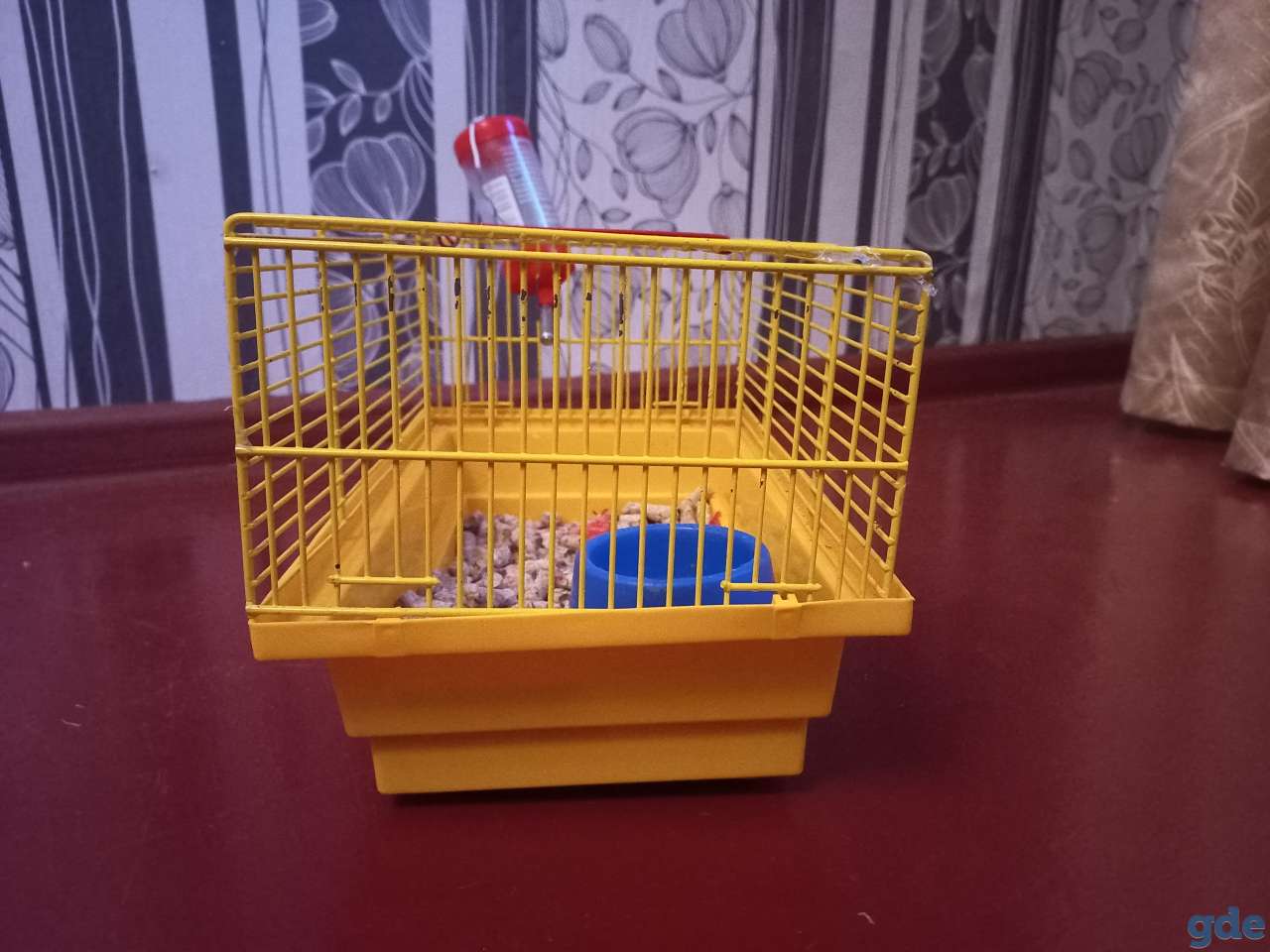 Продам крысу срочно!, фотография 4