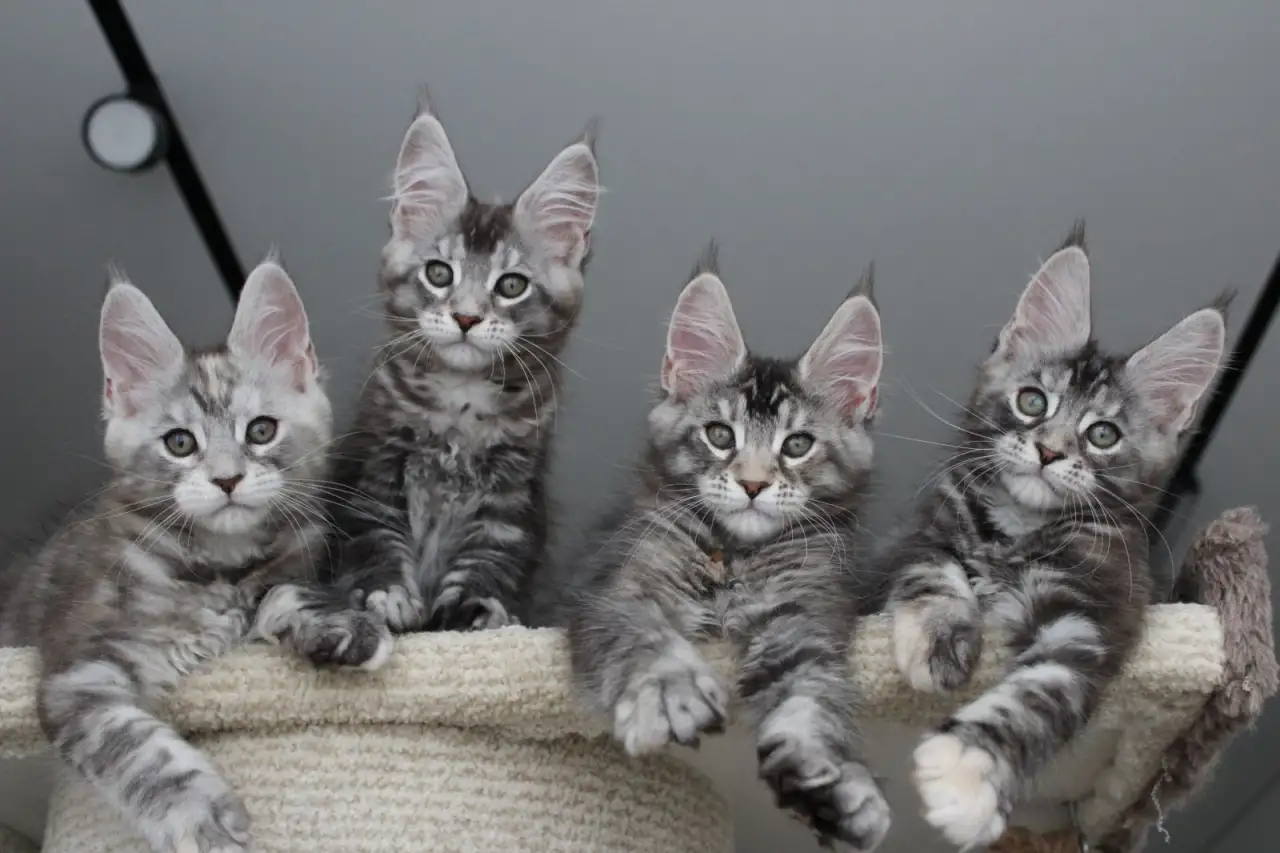 Мейн кун котята!, фотография 3