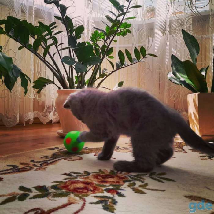 Продажа шотландских котят, фотография 5