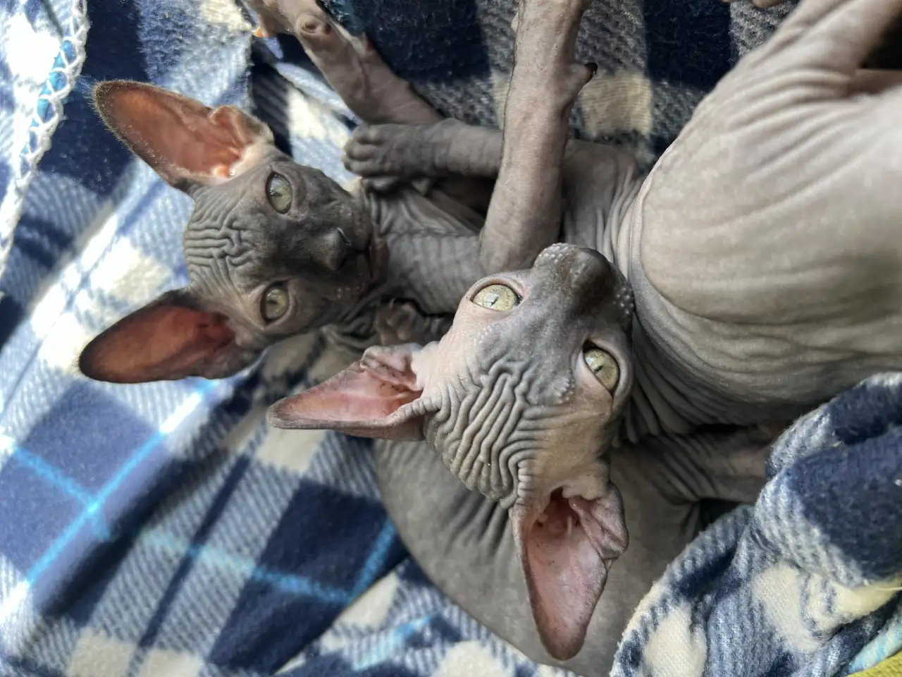Котята канадского сфинкса, фотография 2