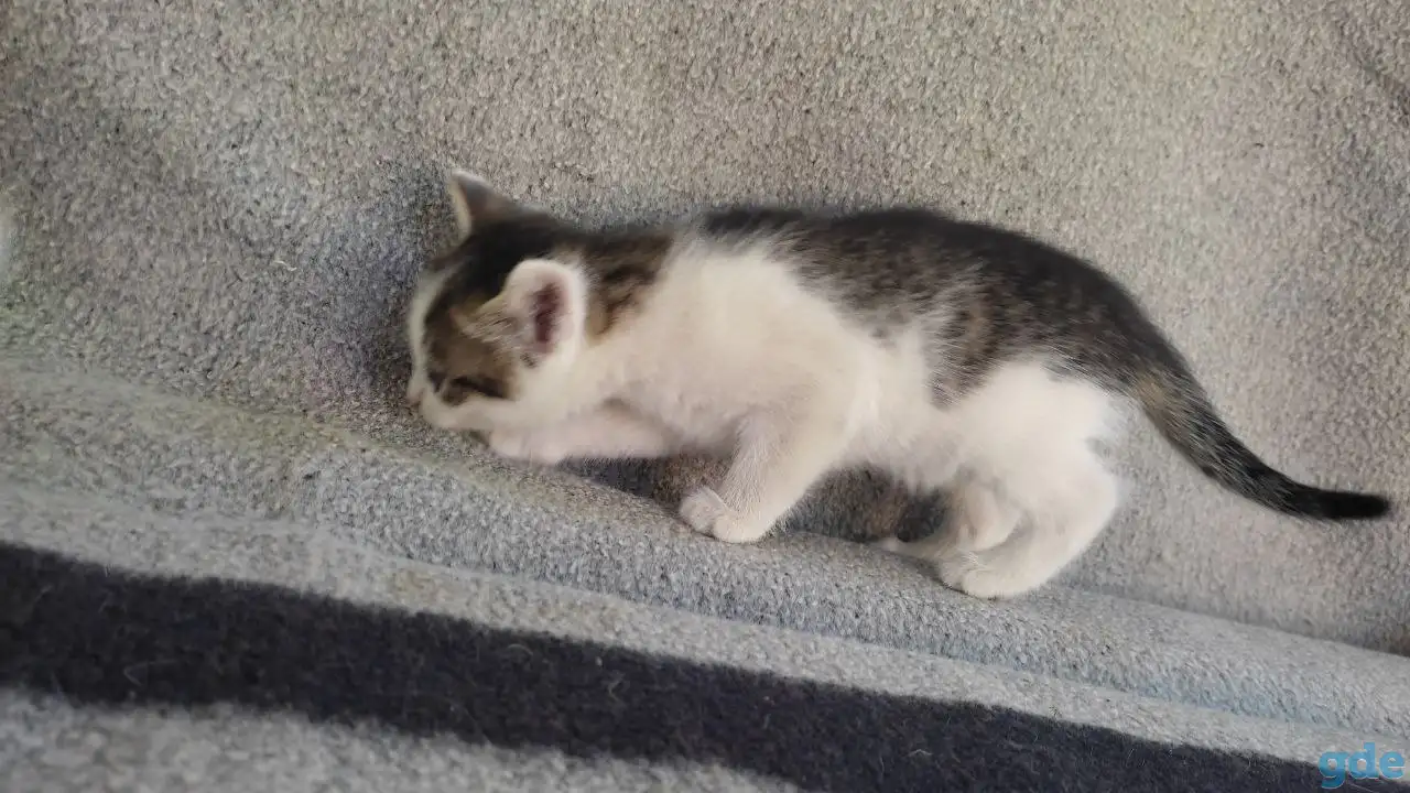 Котята, фотография 2