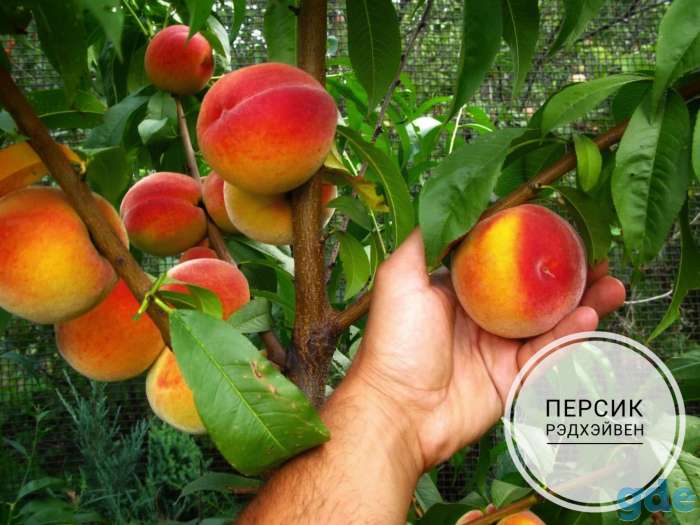 Саженцы персиков, абрикосов и нектаринов, фотография 7