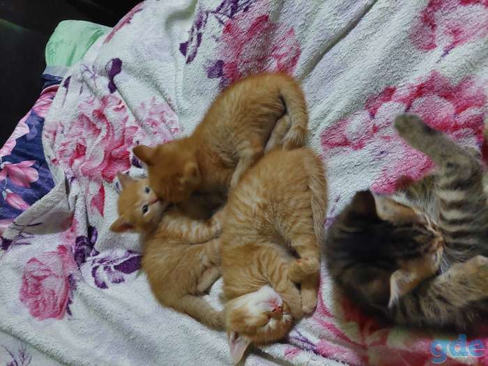 Отдам котят в добрые руки., фотография 7