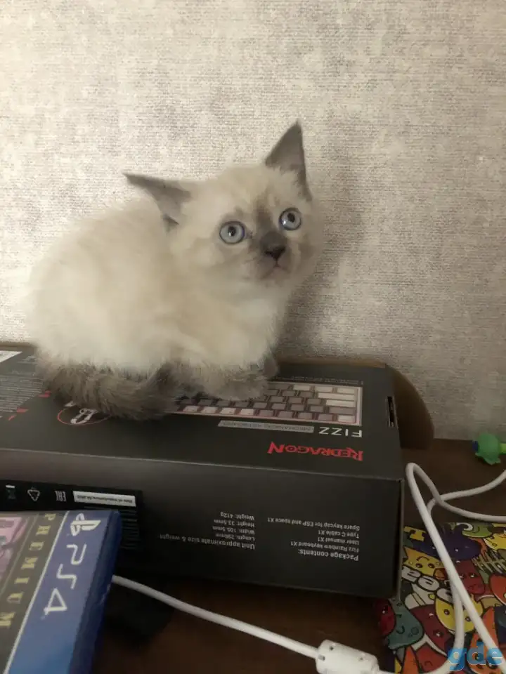 Продам шотландских котят, фотография 4