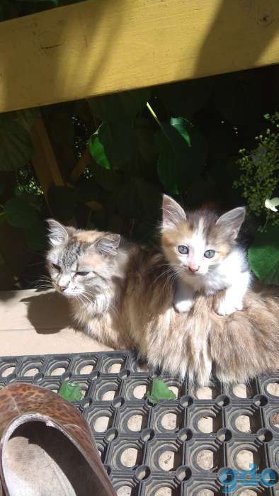 Котята в хорошие руки., фотография 1